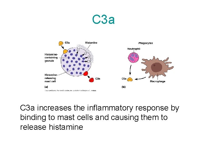 C 3 a increases the inflammatory response by binding to mast cells and causing