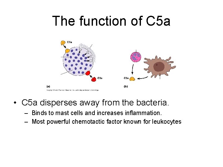 The function of C 5 a • C 5 a disperses away from the