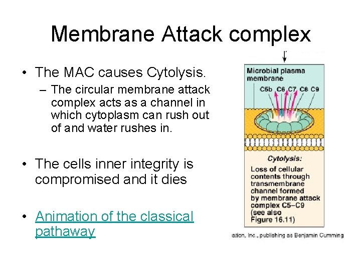 Membrane Attack complex • The MAC causes Cytolysis. – The circular membrane attack complex