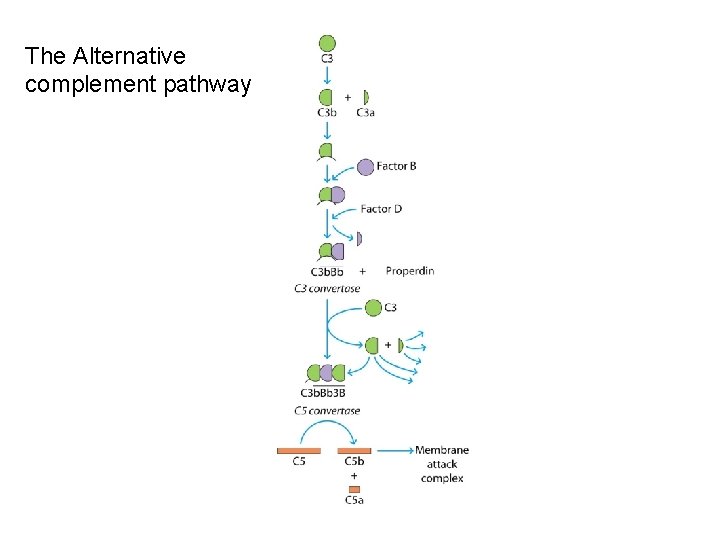 The Alternative complement pathway 