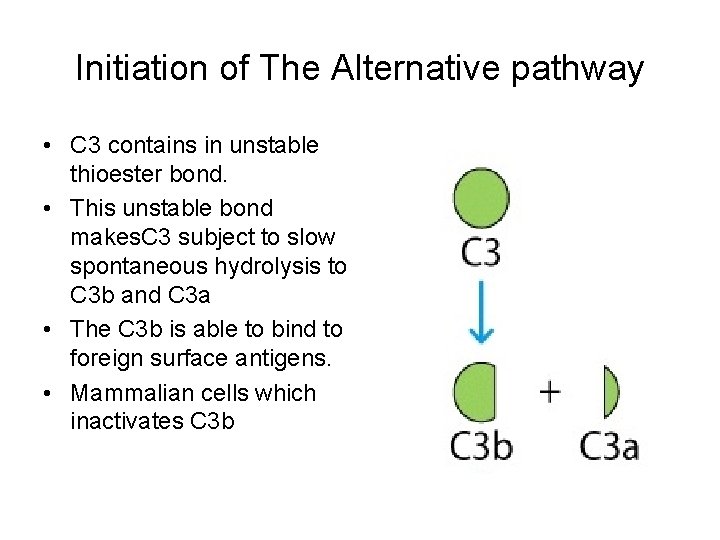 Initiation of The Alternative pathway • C 3 contains in unstable thioester bond. •
