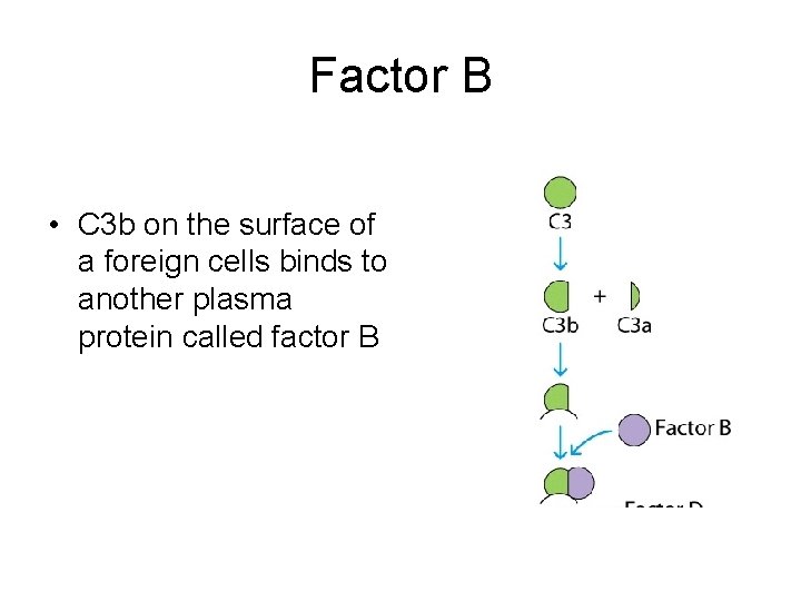 Factor B • C 3 b on the surface of a foreign cells binds