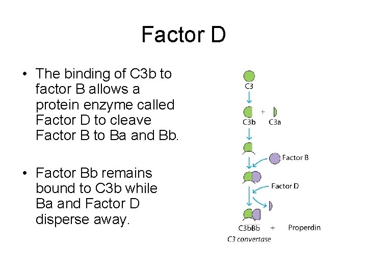 Factor D • The binding of C 3 b to factor B allows a