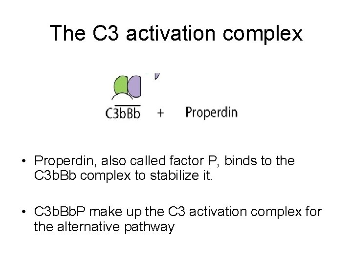 The C 3 activation complex • Properdin, also called factor P, binds to the