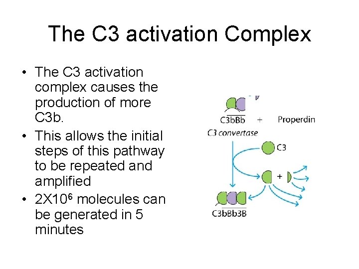 The C 3 activation Complex • The C 3 activation complex causes the production