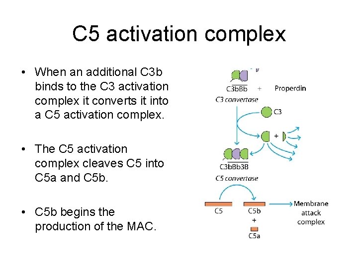 C 5 activation complex • When an additional C 3 b binds to the