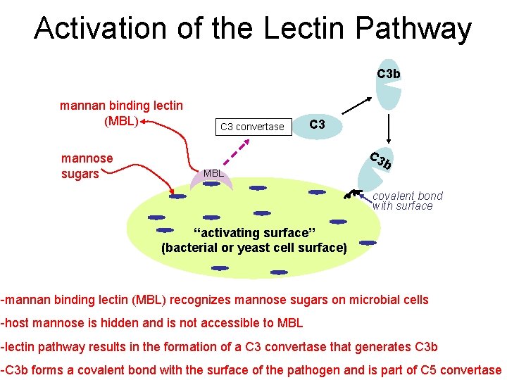 Activation of the Lectin Pathway C 3 b mannan binding lectin (MBL) mannose sugars