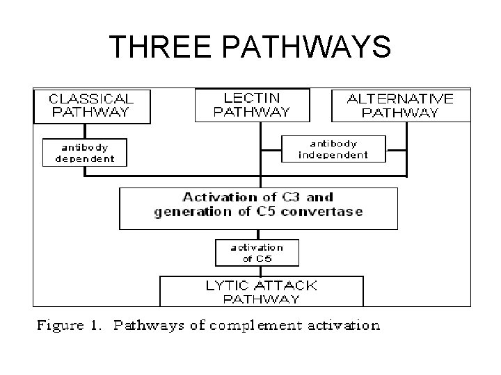 THREE PATHWAYS 