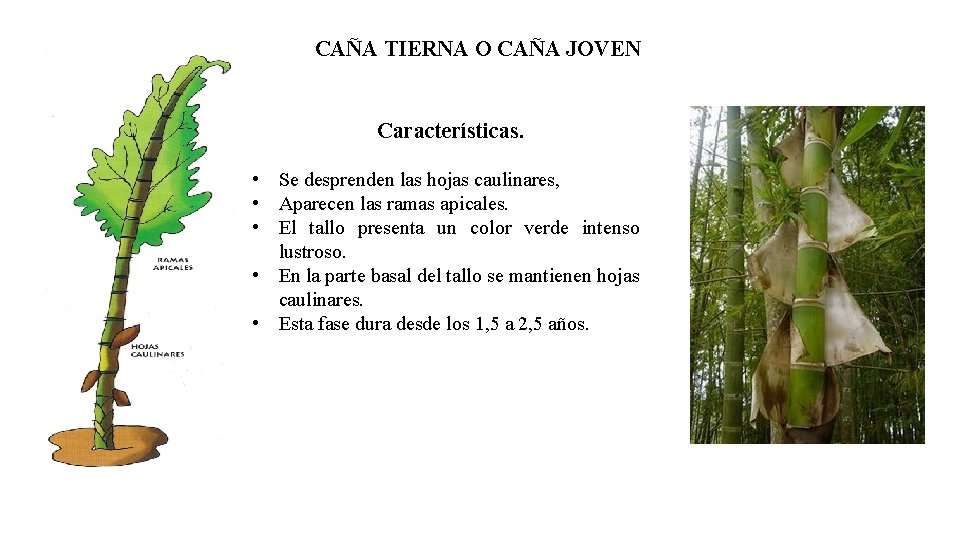 CAÑA TIERNA O CAÑA JOVEN Características. • Se desprenden las hojas caulinares, • Aparecen