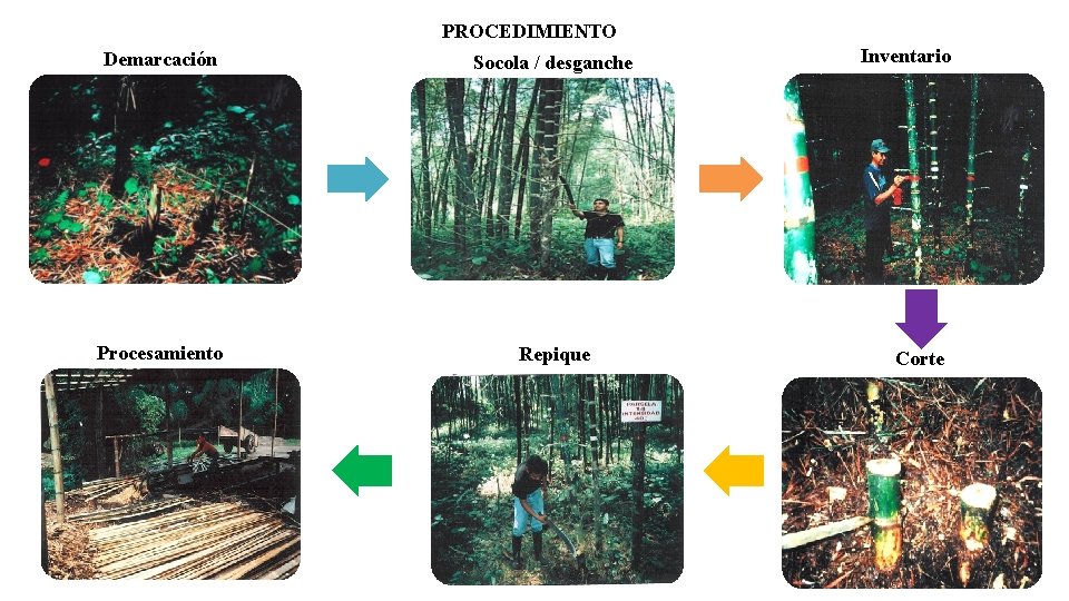 PROCEDIMIENTO Demarcación Socola / desganche Procesamiento Repique Inventario Corte 