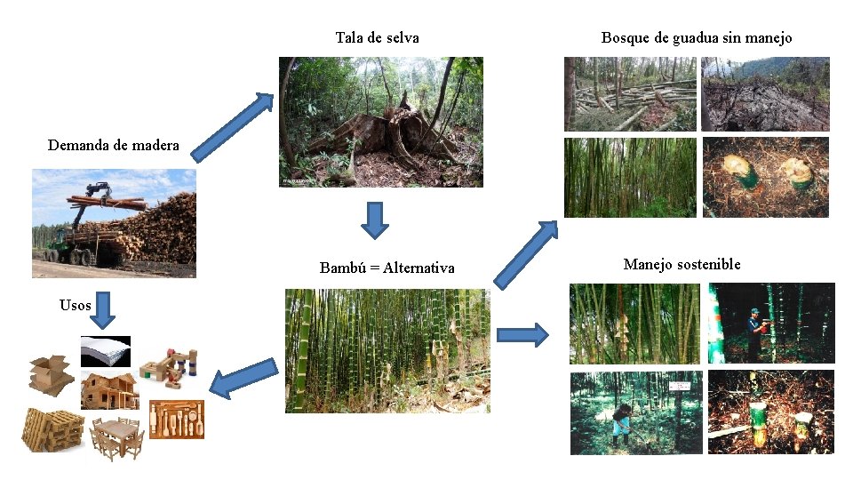 Tala de selva Bosque de guadua sin manejo Demanda de madera Bambú = Alternativa