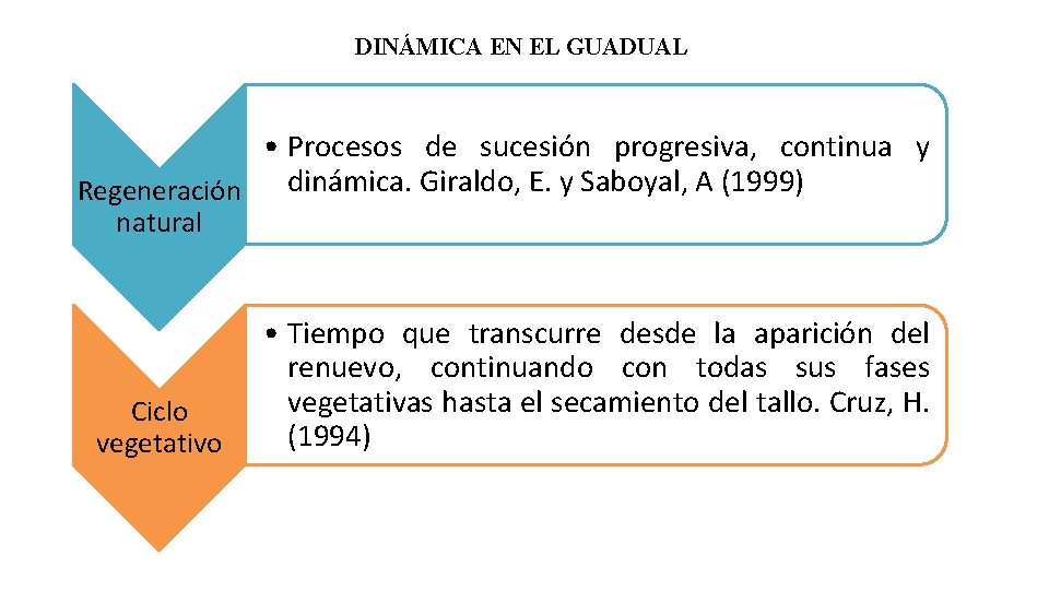 DINÁMICA EN EL GUADUAL • Procesos de sucesión progresiva, continua y dinámica. Giraldo, E.