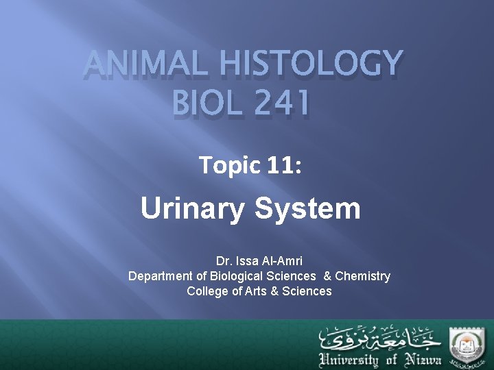 ANIMAL HISTOLOGY BIOL 241 Topic 11: Urinary System Dr. Issa Al-Amri Department of Biological