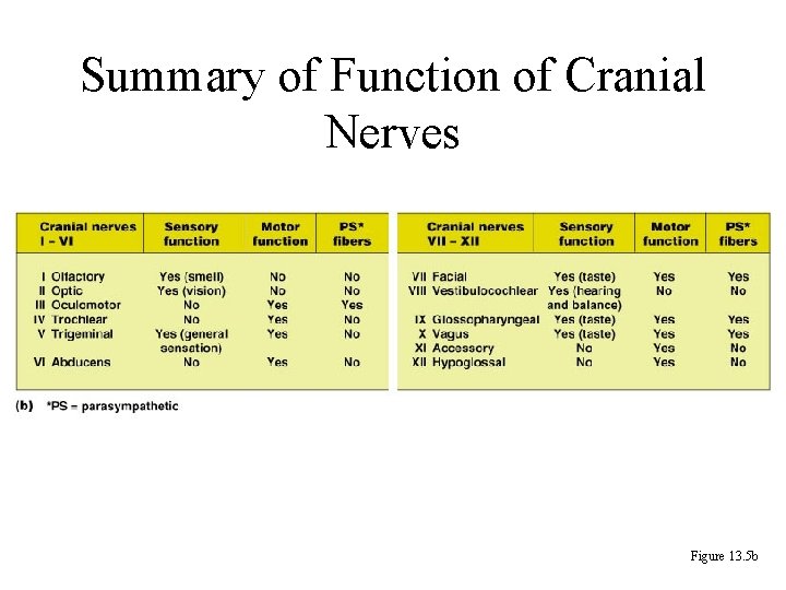 Summary of Function of Cranial Nerves Figure 13. 5 b 