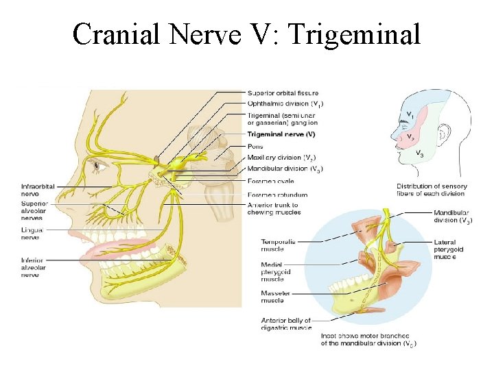 Cranial Nerve V: Trigeminal 