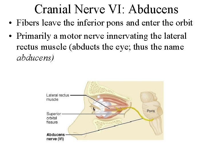Cranial Nerve VI: Abducens • Fibers leave the inferior pons and enter the orbit