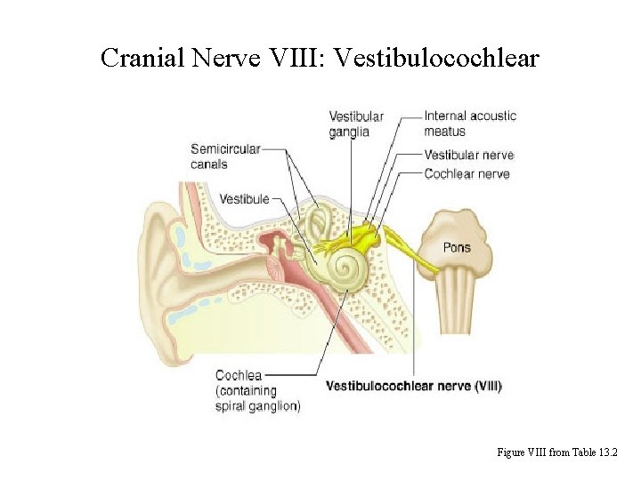 Cranial Nerve VIII: Vestibulocochlear Figure VIII from Table 13. 2 