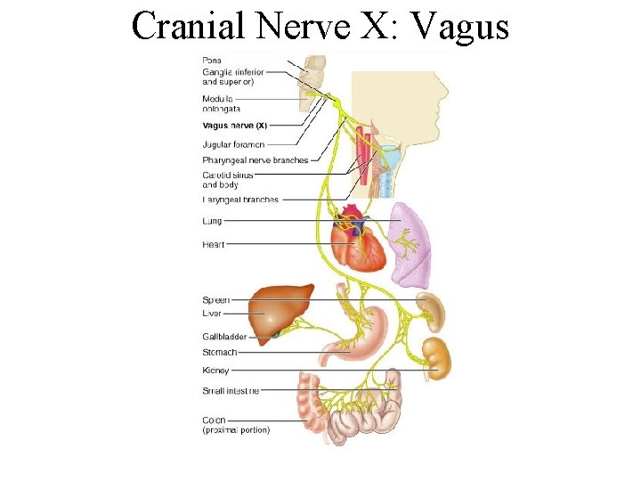 Cranial Nerve X: Vagus 