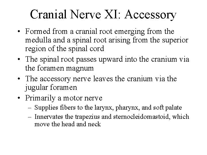 Cranial Nerve XI: Accessory • Formed from a cranial root emerging from the medulla