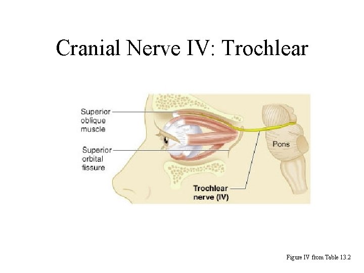 Cranial Nerve IV: Trochlear Figure IV from Table 13. 2 