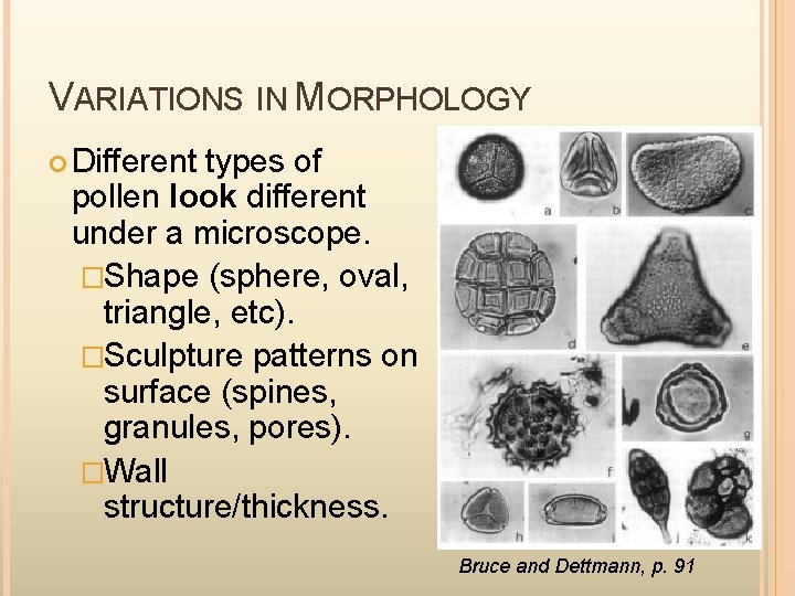 VARIATIONS IN MORPHOLOGY Different types of pollen look different under a microscope. �Shape (sphere,