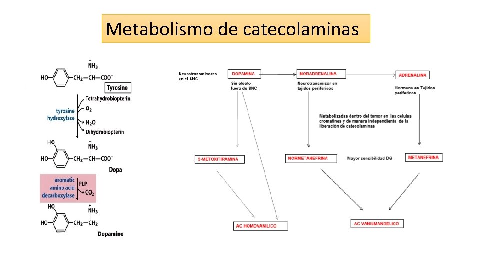 Metabolismo de catecolaminas 