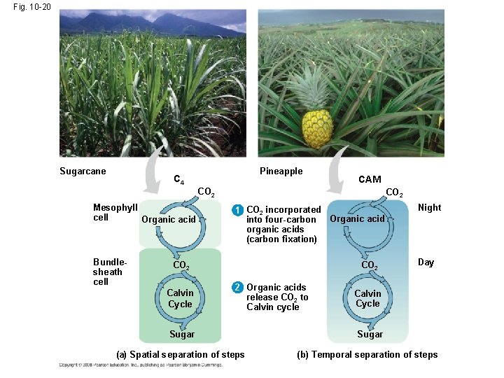 Fig. 10 -20 Sugarcane Pineapple C 4 CAM CO 2 Mesophyll cell Organic acid Fig. 10 -20 Sugarcane Pineapple C 4 CAM CO 2 Mesophyll cell Organic acid