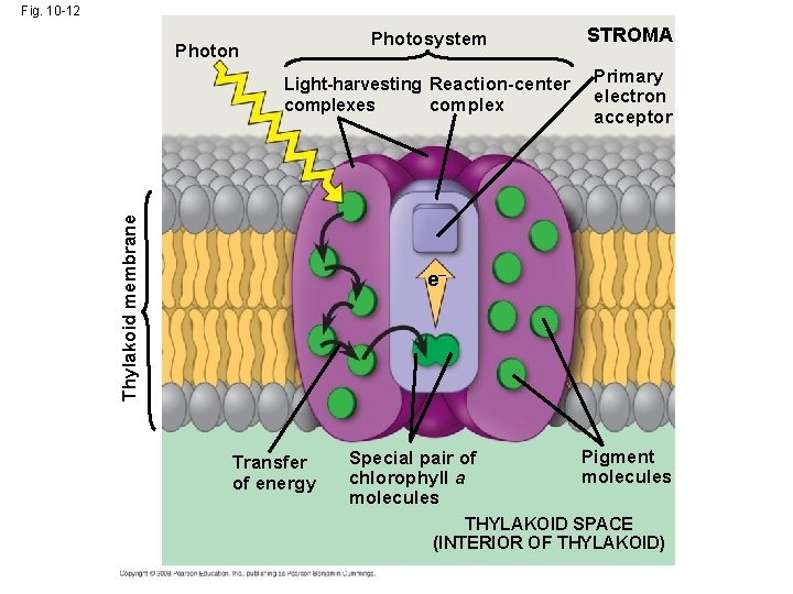 Fig. 10 -12 Photosystem STROMA Light-harvesting Reaction-center complexes Primary electron acceptor Thylakoid membrane Photon Fig. 10 -12 Photosystem STROMA Light-harvesting Reaction-center complexes Primary electron acceptor Thylakoid membrane Photon
