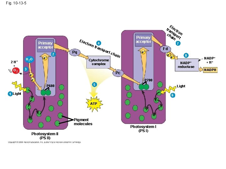 Fig. 10 -13 -5 Ele c Primary acceptor 2 H+ + 1/ O 2 Fig. 10 -13 -5 Ele c Primary acceptor 2 H+ + 1/ O 2