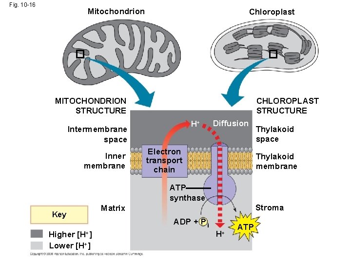Fig. 10 -16 Mitochondrion Chloroplast MITOCHONDRION STRUCTURE CHLOROPLAST STRUCTURE H+ Intermembrane space Inner membrane Fig. 10 -16 Mitochondrion Chloroplast MITOCHONDRION STRUCTURE CHLOROPLAST STRUCTURE H+ Intermembrane space Inner membrane