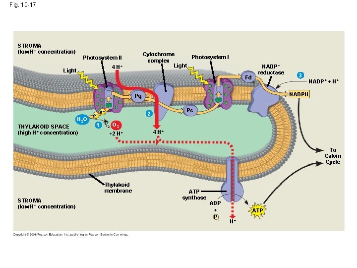 Fig. 10 -17 STROMA (low H+ concentration) Cytochrome Photosystem I complex Light Photosystem II Fig. 10 -17 STROMA (low H+ concentration) Cytochrome Photosystem I complex Light Photosystem II