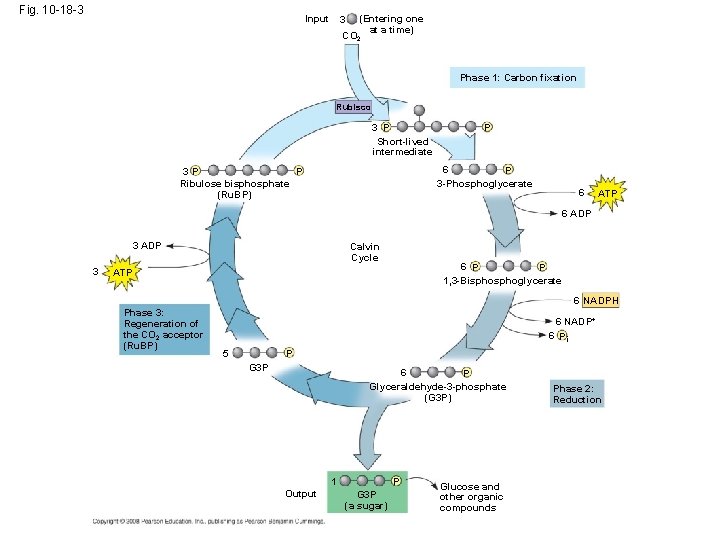 Fig. 10 -18 -3 Input 3 (Entering one at a time) CO 2 Phase Fig. 10 -18 -3 Input 3 (Entering one at a time) CO 2 Phase