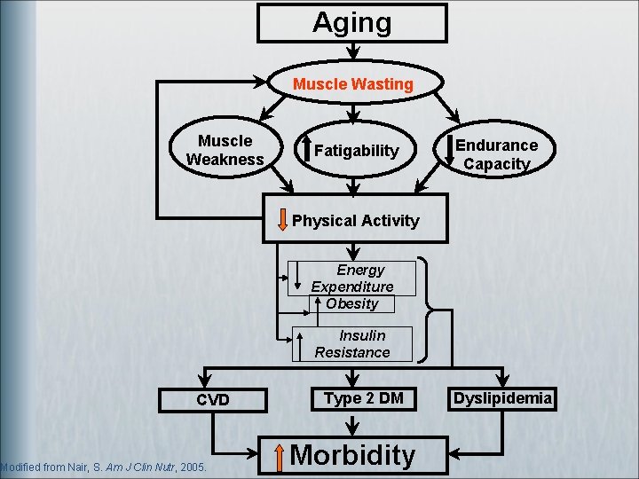 Aging Muscle Wasting Muscle Weakness Fatigability Endurance Capacity Physical Activity Energy Expenditure Obesity Insulin