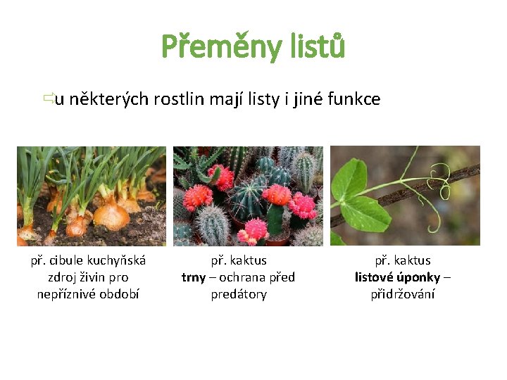 Přeměny listů ðu některých rostlin mají listy i jiné funkce př. cibule kuchyňská zdroj