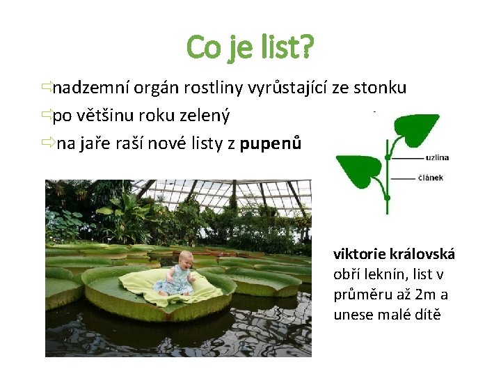 Co je list? ðnadzemní orgán rostliny vyrůstající ze stonku ðpo většinu roku zelený ðna