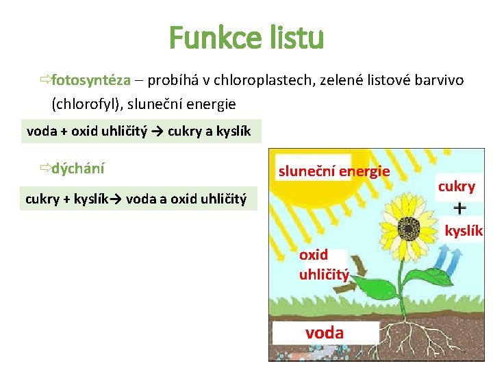 Funkce listu ðfotosyntéza – probíhá v chloroplastech, zelené listové barvivo (chlorofyl), sluneční energie voda