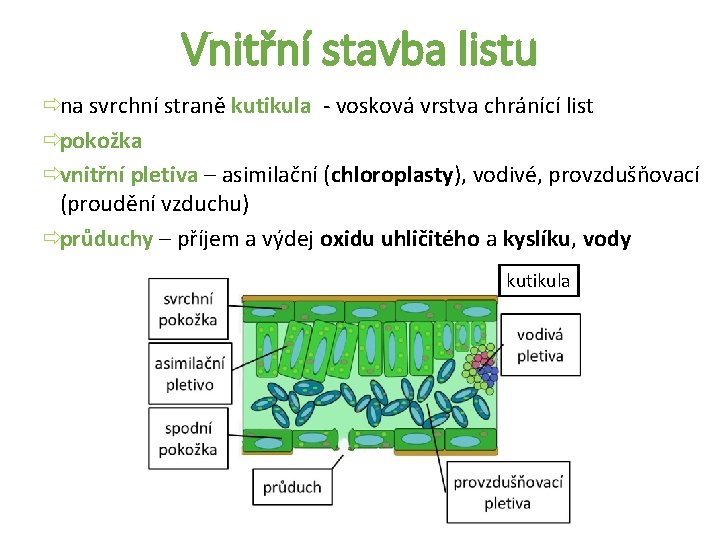 Vnitřní stavba listu ðna svrchní straně kutikula - vosková vrstva chránící list ðpokožka ðvnitřní