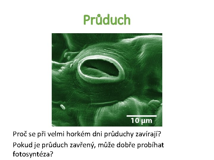 Průduch Proč se při velmi horkém dni průduchy zavírají? Pokud je průduch zavřený, může