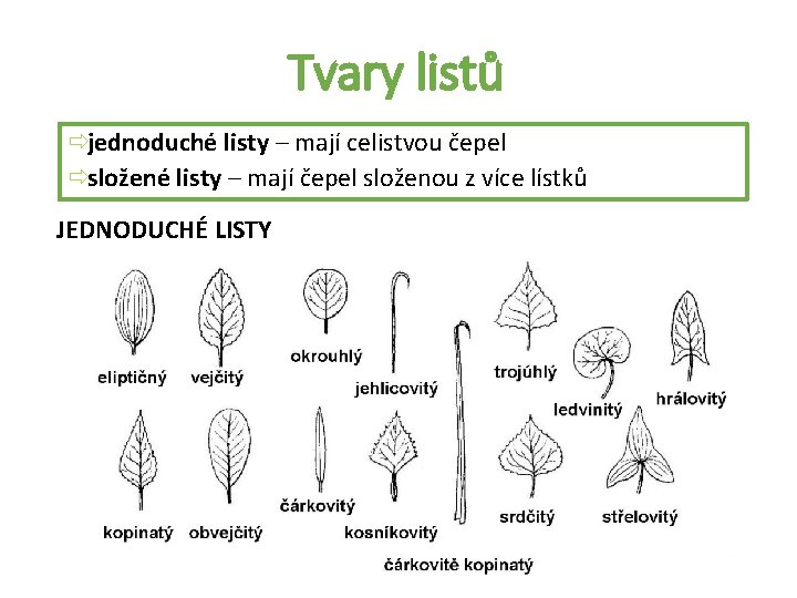 Tvary listů ðjednoduché listy – mají celistvou čepel ðsložené listy – mají čepel složenou