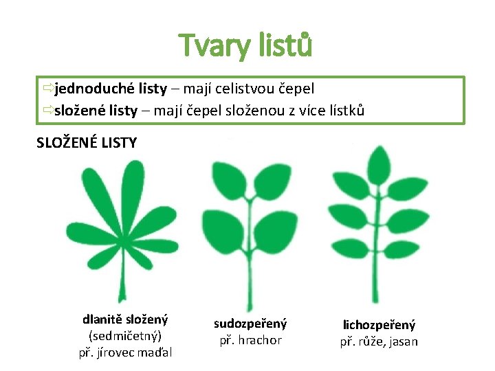 Tvary listů ðjednoduché listy – mají celistvou čepel ðsložené listy – mají čepel složenou