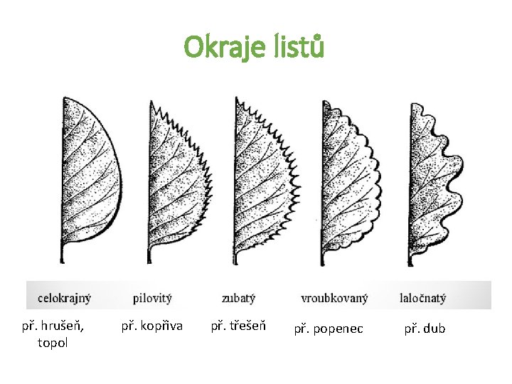 Okraje listů př. hrušeň, topol př. kopřiva př. třešeň př. popenec př. dub 