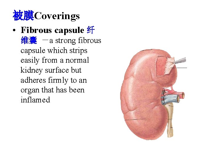 被膜Coverings • Fibrous capsule 纤 维囊 －a strong fibrous capsule which strips easily from