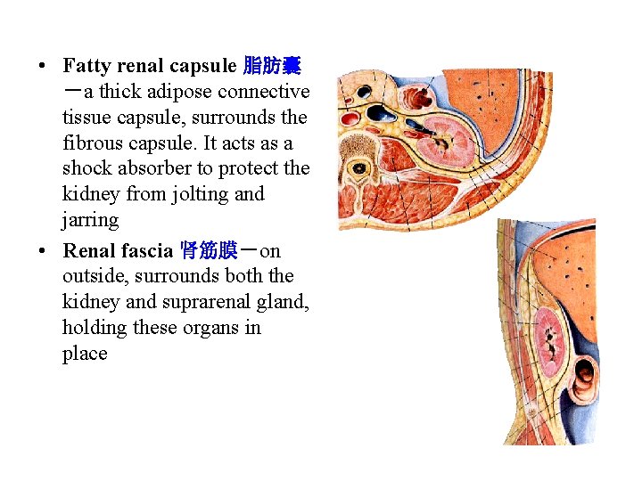  • Fatty renal capsule 脂肪囊 －a thick adipose connective tissue capsule, surrounds the