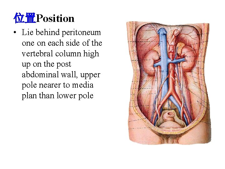 位置Position • Lie behind peritoneum one on each side of the vertebral column high