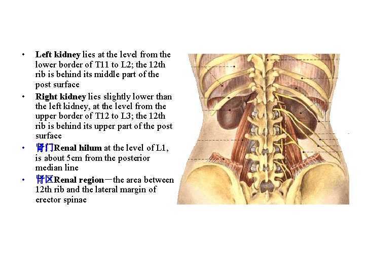  • • Left kidney lies at the level from the lower border of