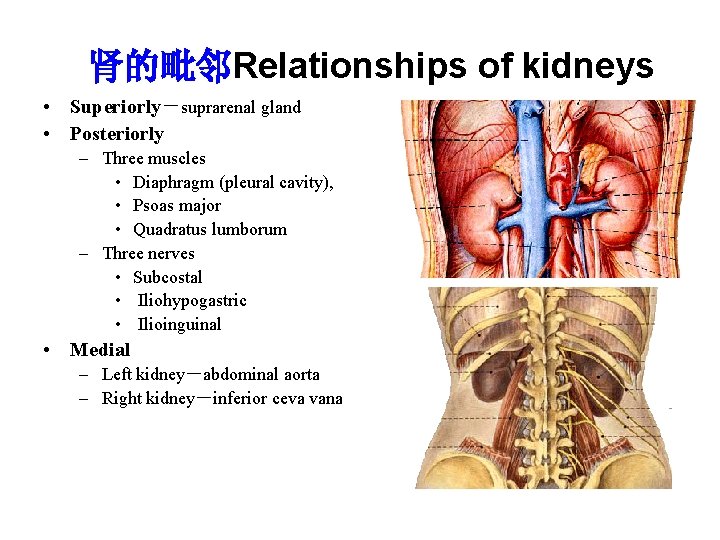肾的毗邻Relationships of kidneys • Superiorly－suprarenal gland • Posteriorly – Three muscles • Diaphragm (pleural