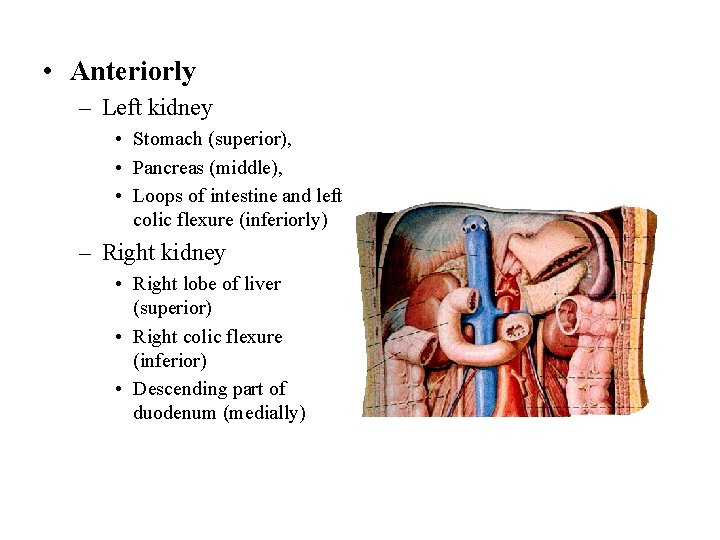  • Anteriorly – Left kidney • Stomach (superior), • Pancreas (middle), • Loops