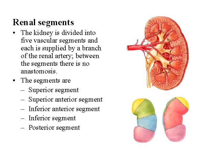 Renal segments • The kidney is divided into five vascular segments and each is