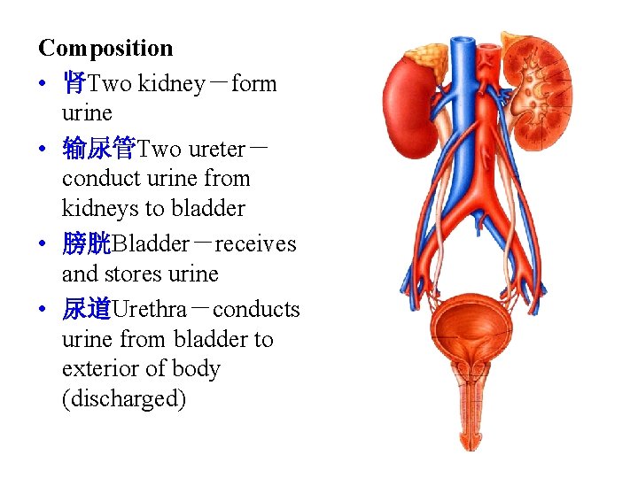 Composition • 肾Two kidney－form urine • 输尿管Two ureter－ conduct urine from kidneys to bladder