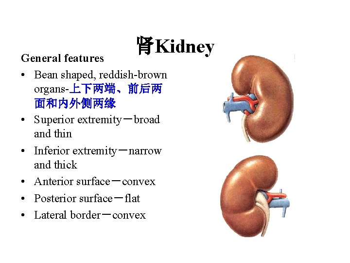 肾Kidney General features • Bean shaped, reddish-brown organs-上下两端、前后两 面和内外侧两缘 • Superior extremity－broad and thin